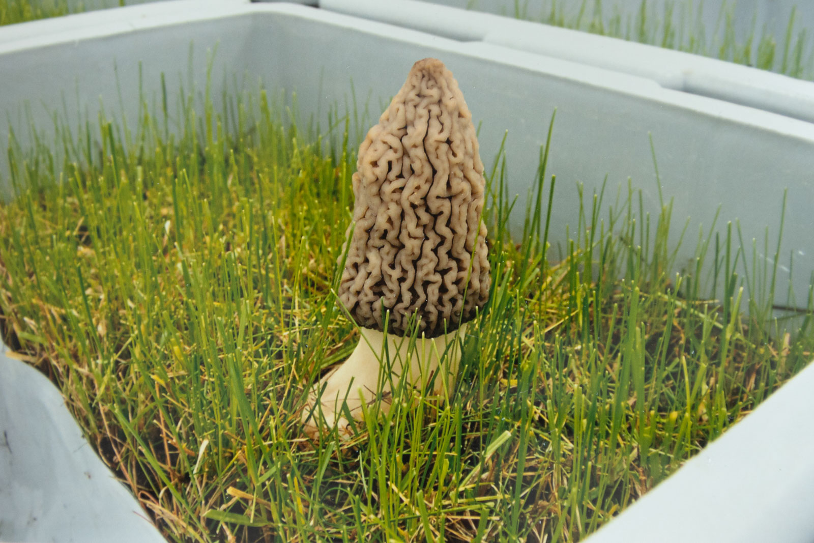 One of the first cultivated black morels