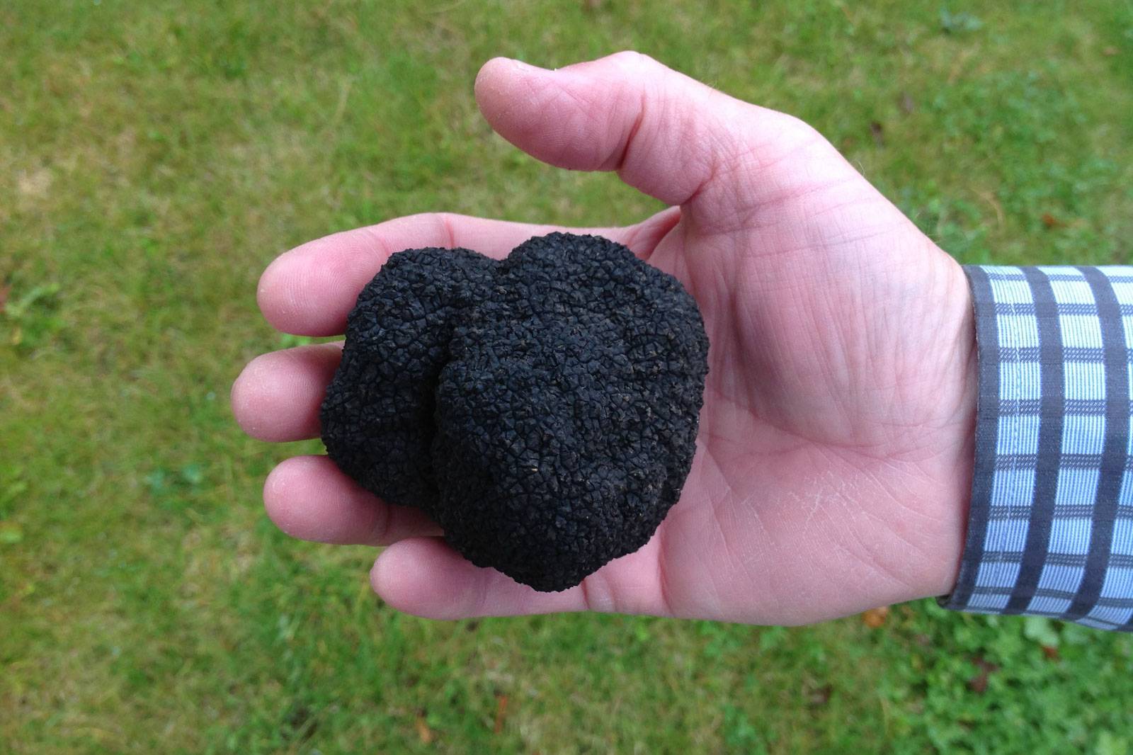 Summer truffle found in Denmark