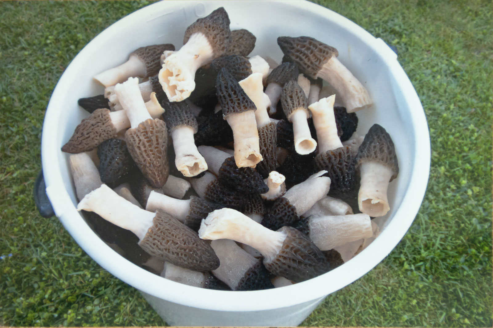 A bucket full of our very first cultivated black morels