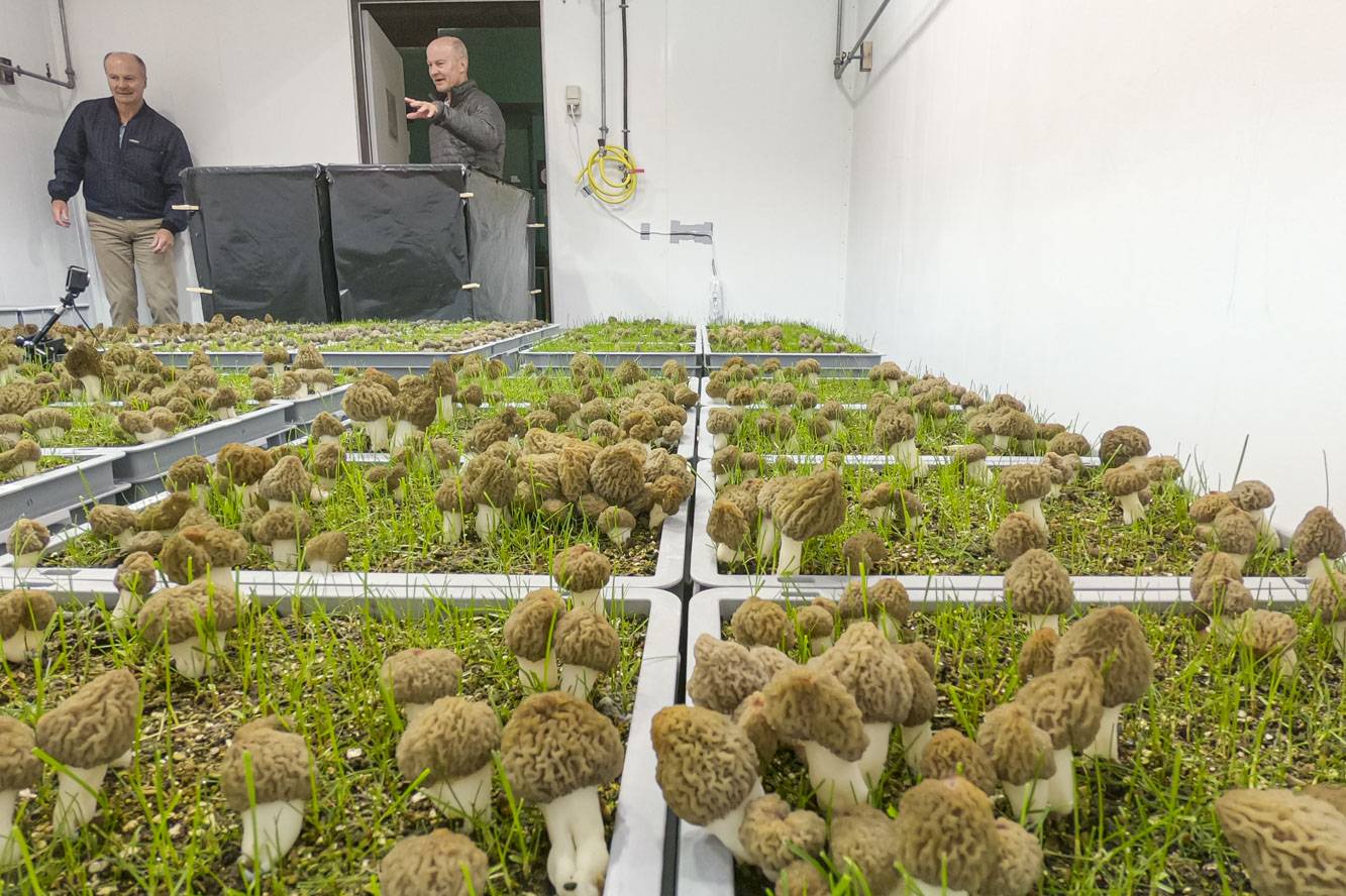 Indoor cultivated morel mushrooms